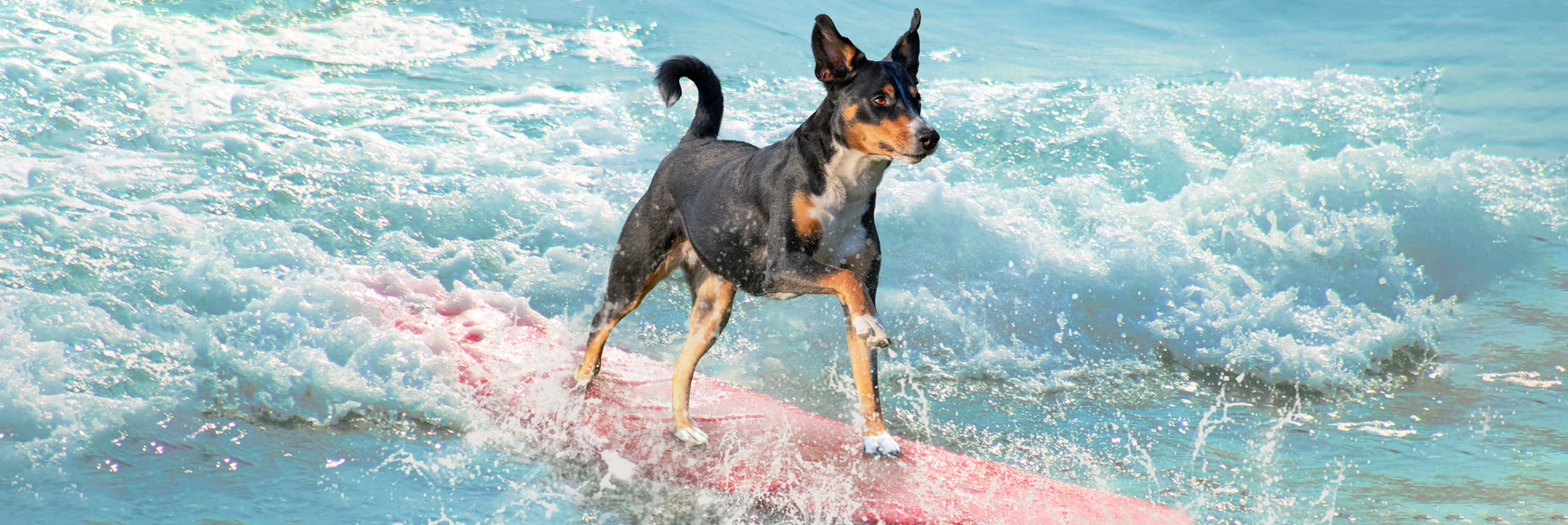 A dog on a beach